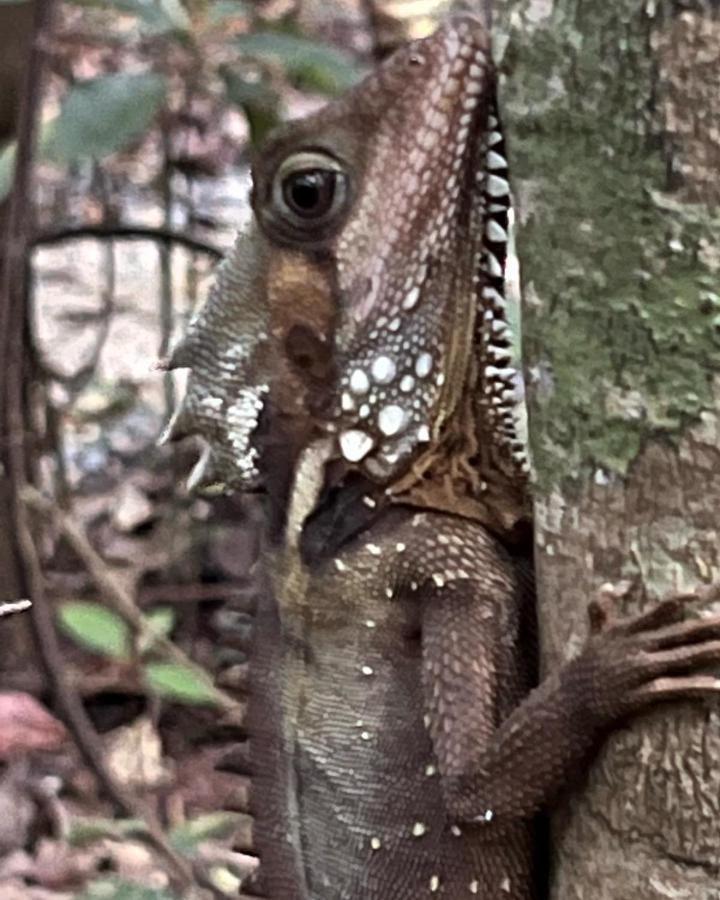 Lodge Daintree Crocodylus Village *