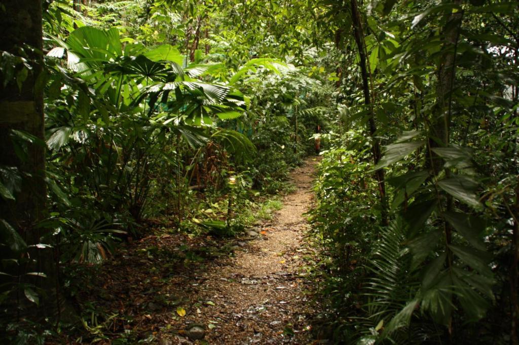 Daintree Crocodylus Village Lodge